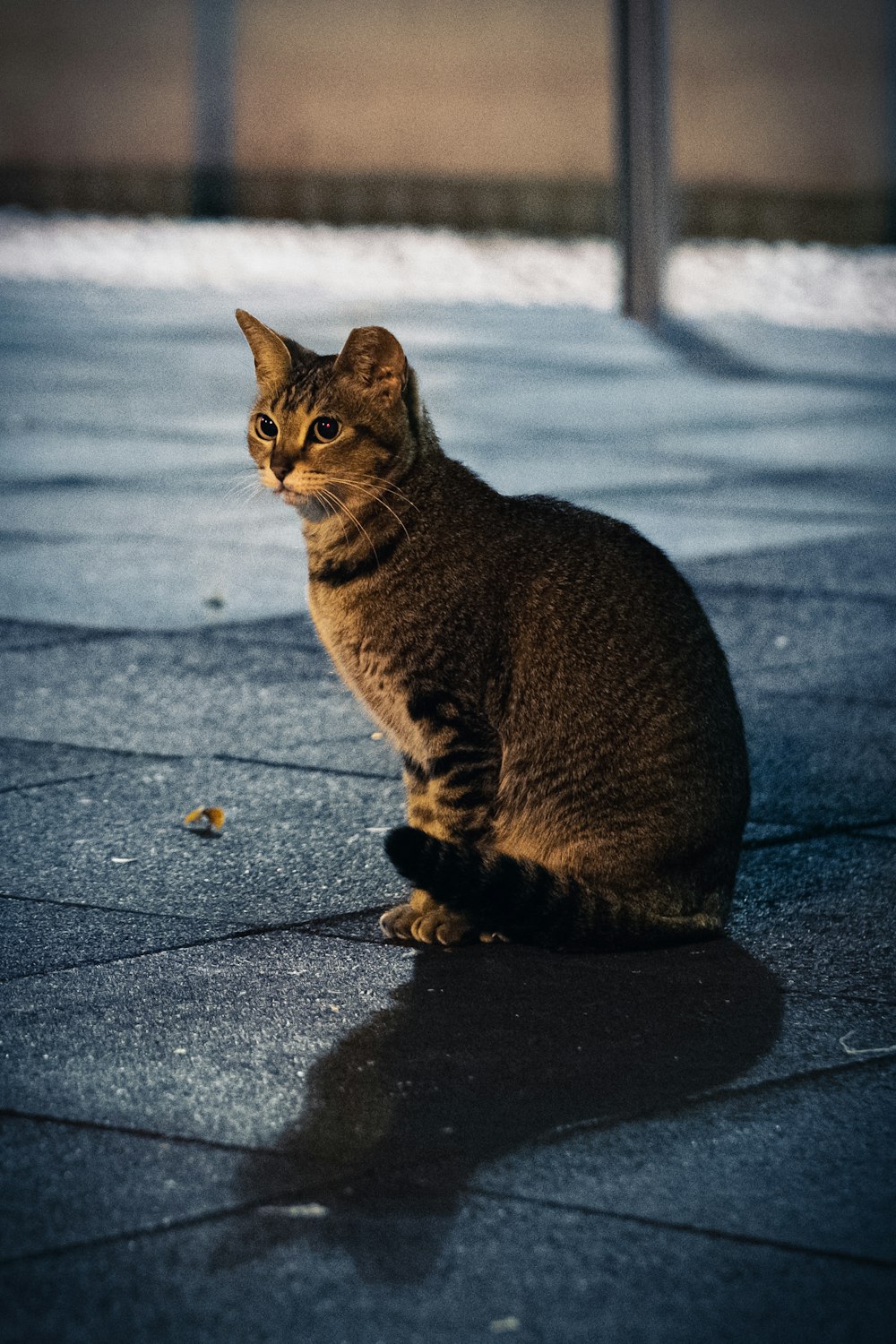 brown tabby cat on gray concrete floor