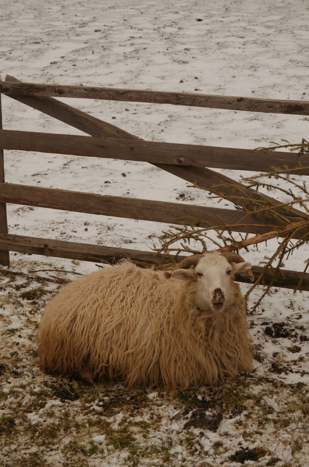 white sheep on brown wooden fence during daytime