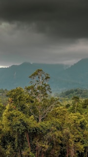 green trees on mountain under white clouds during daytime
