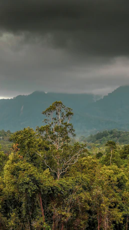 green trees on mountain under white clouds during daytime
