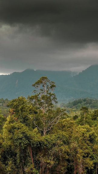 green trees on mountain under white clouds during daytime