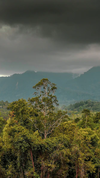 green trees on mountain under white clouds during daytime