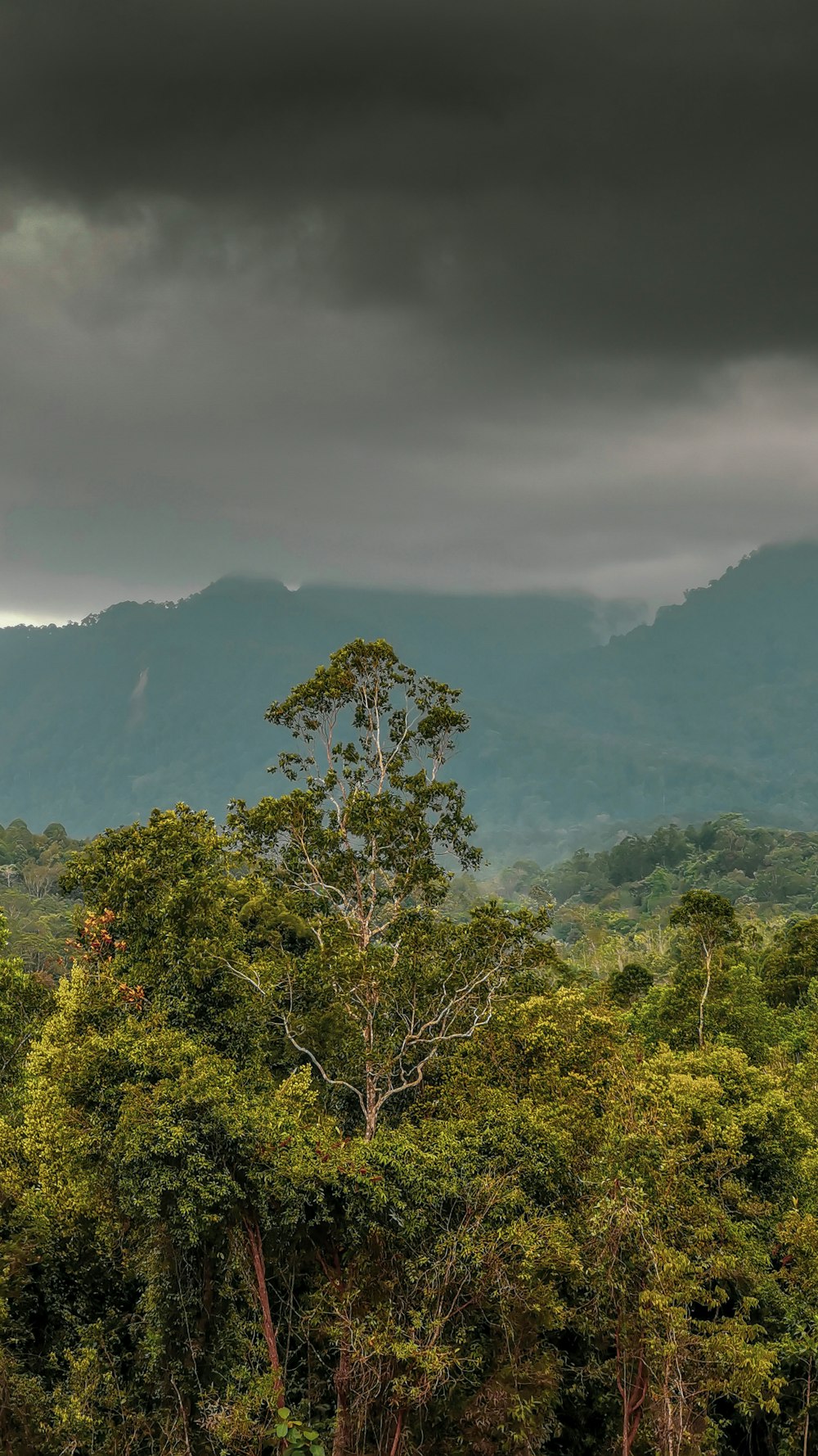 Grüne Bäume auf dem Berg tagsüber unter weißen Wolken