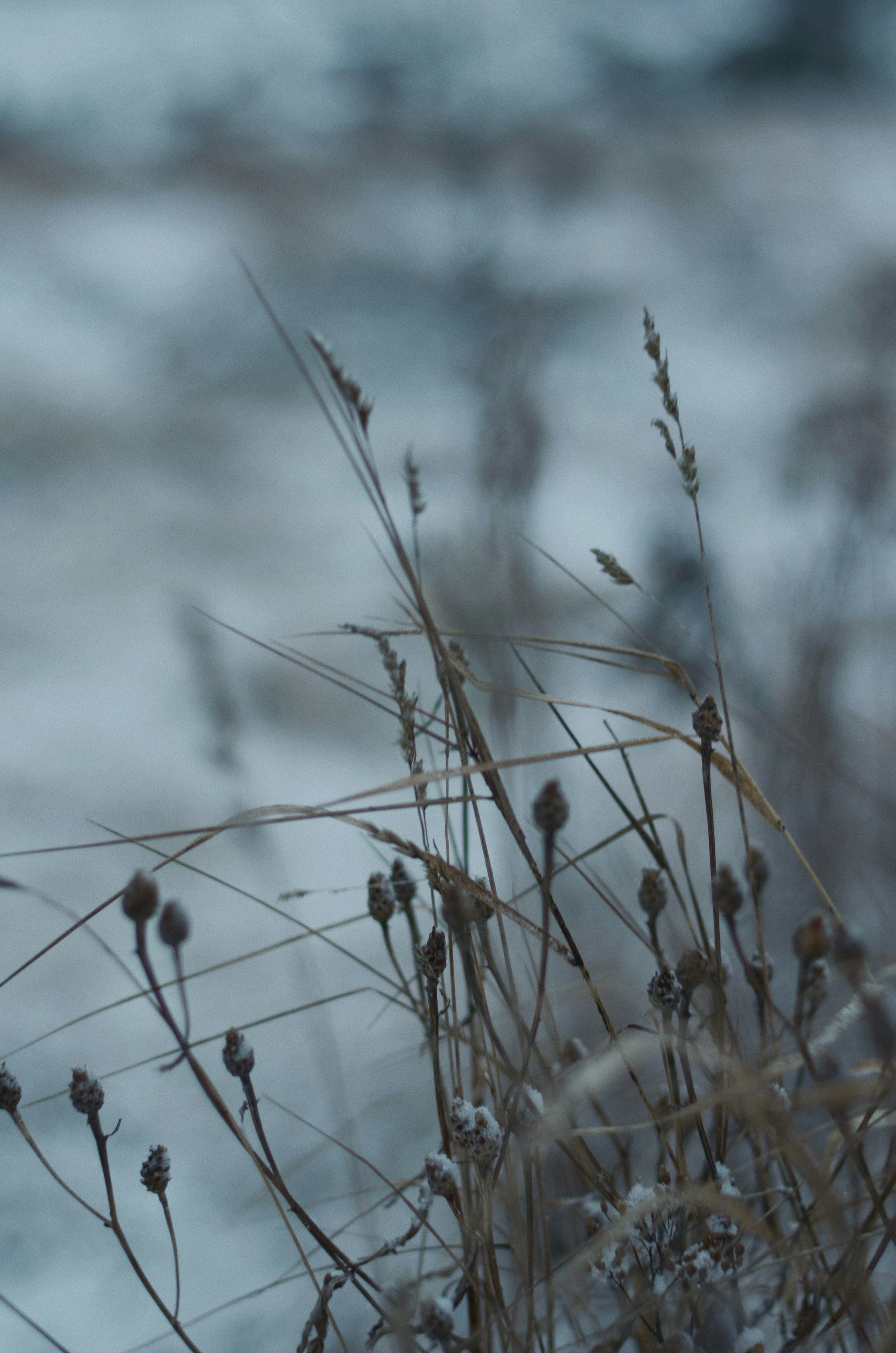 brown grass in tilt shift lens