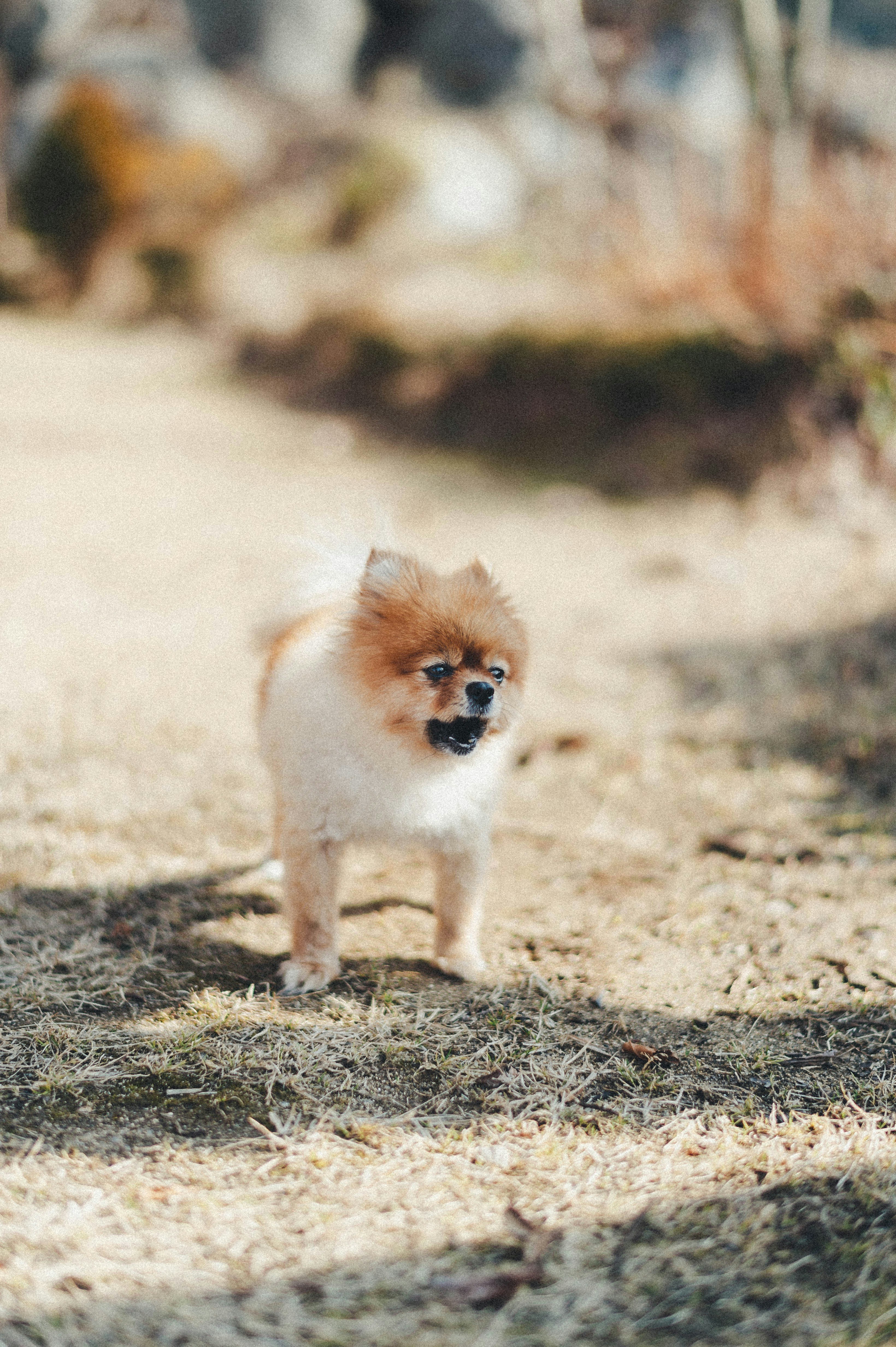 昼間の間に茶色の地面に茶色のポメラニアン子犬の写真 Unsplashで見つけるグレーの無料写真