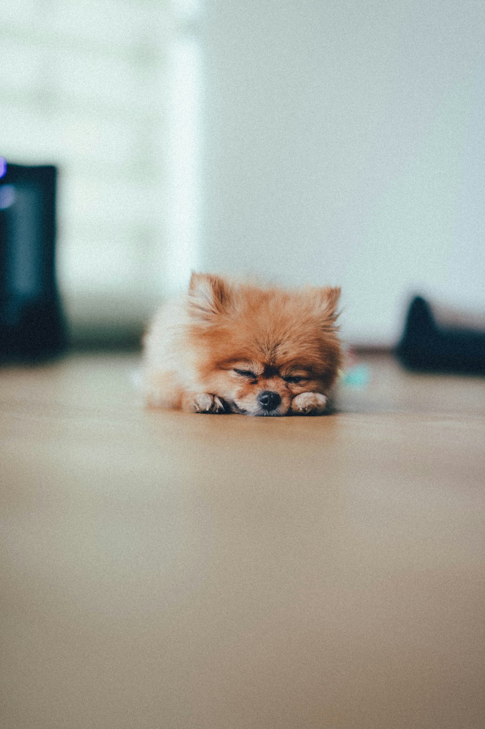 brown pomeranian puppy on white floor