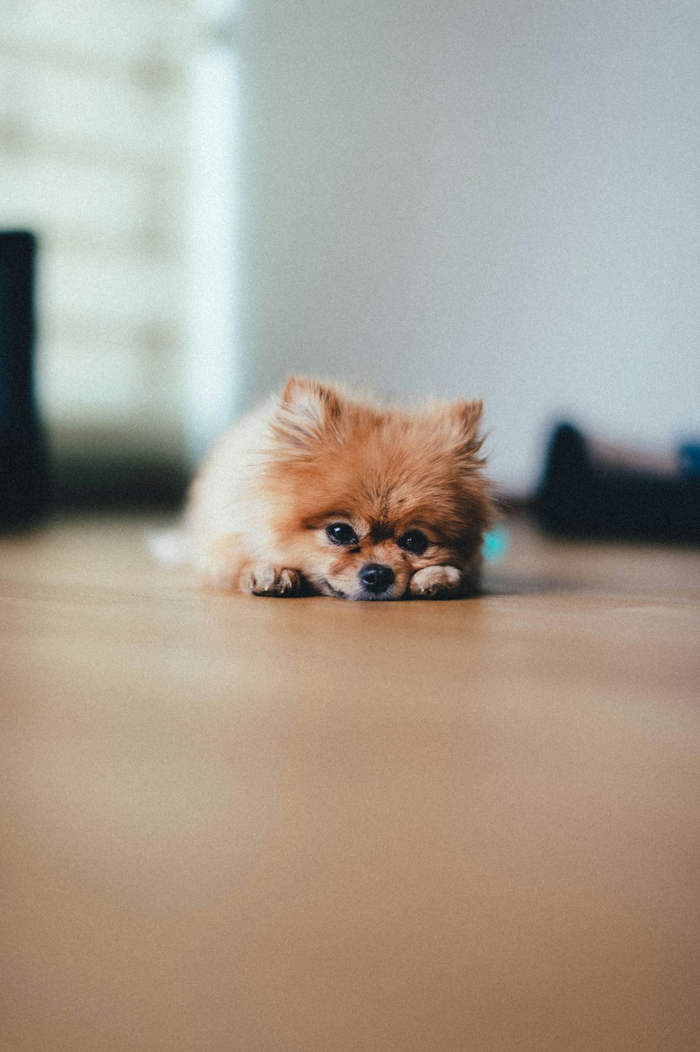 brown pomeranian puppy on brown wooden floor