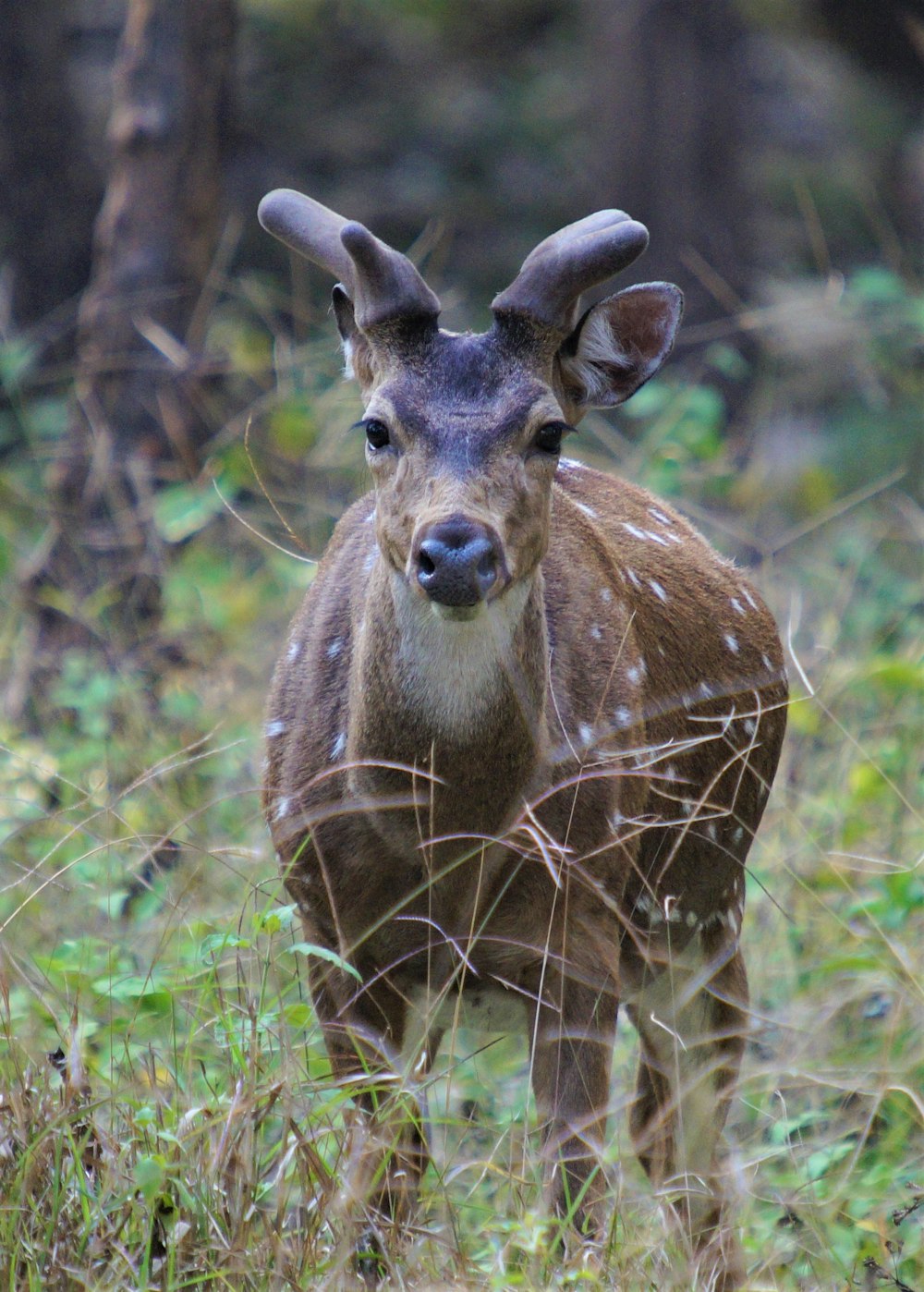 brown deer on green grass during daytime