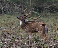 A spotted deer stands alert in a natural woodland setting, surrounded by dry leaves and some patches of greenery. Its antlers are prominent and curved.