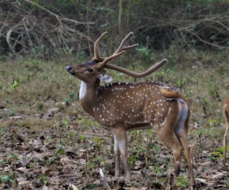 A spotted deer stands alert in a natural woodland setting, surrounded by dry leaves and some patches of greenery. Its antlers are prominent and curved.
