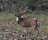 A spotted deer stands alert in a natural woodland setting, surrounded by dry leaves and some patches of greenery. Its antlers are prominent and curved.