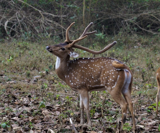 A spotted deer stands alert in a natural woodland setting, surrounded by dry leaves and some patches of greenery. Its antlers are prominent and curved.
