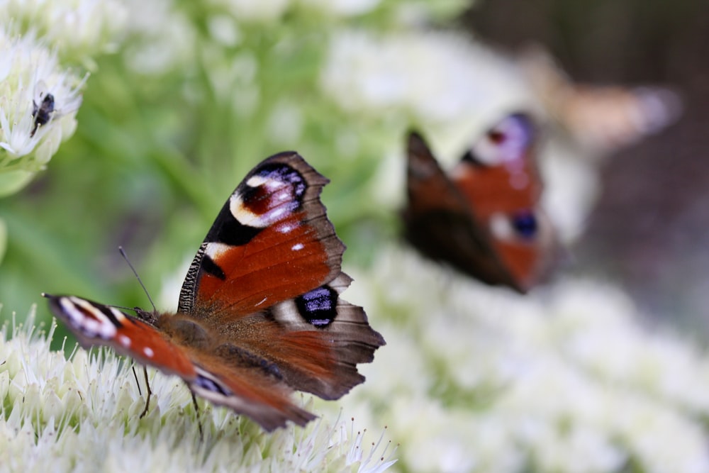 peacock butterfly perched on white flower in close up photography during daytime