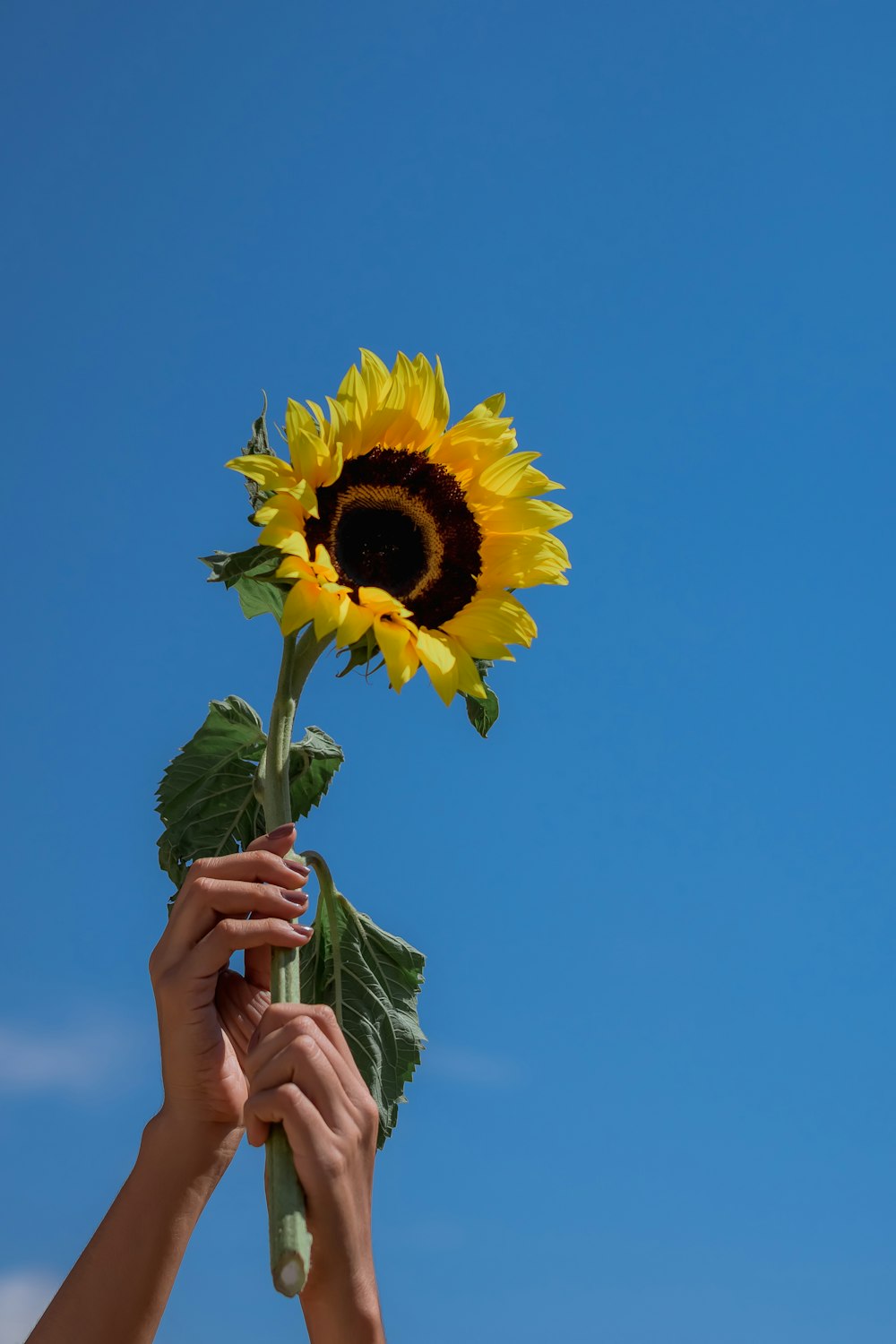 person holding sunflower under blue sky during daytime