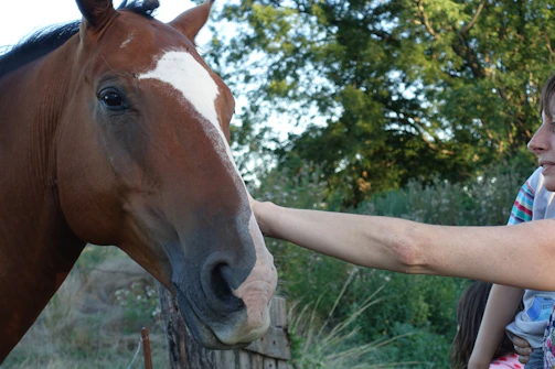 Close-up of a gentle horse nuzzling a rider’s hand beside a rustic wooden fence.