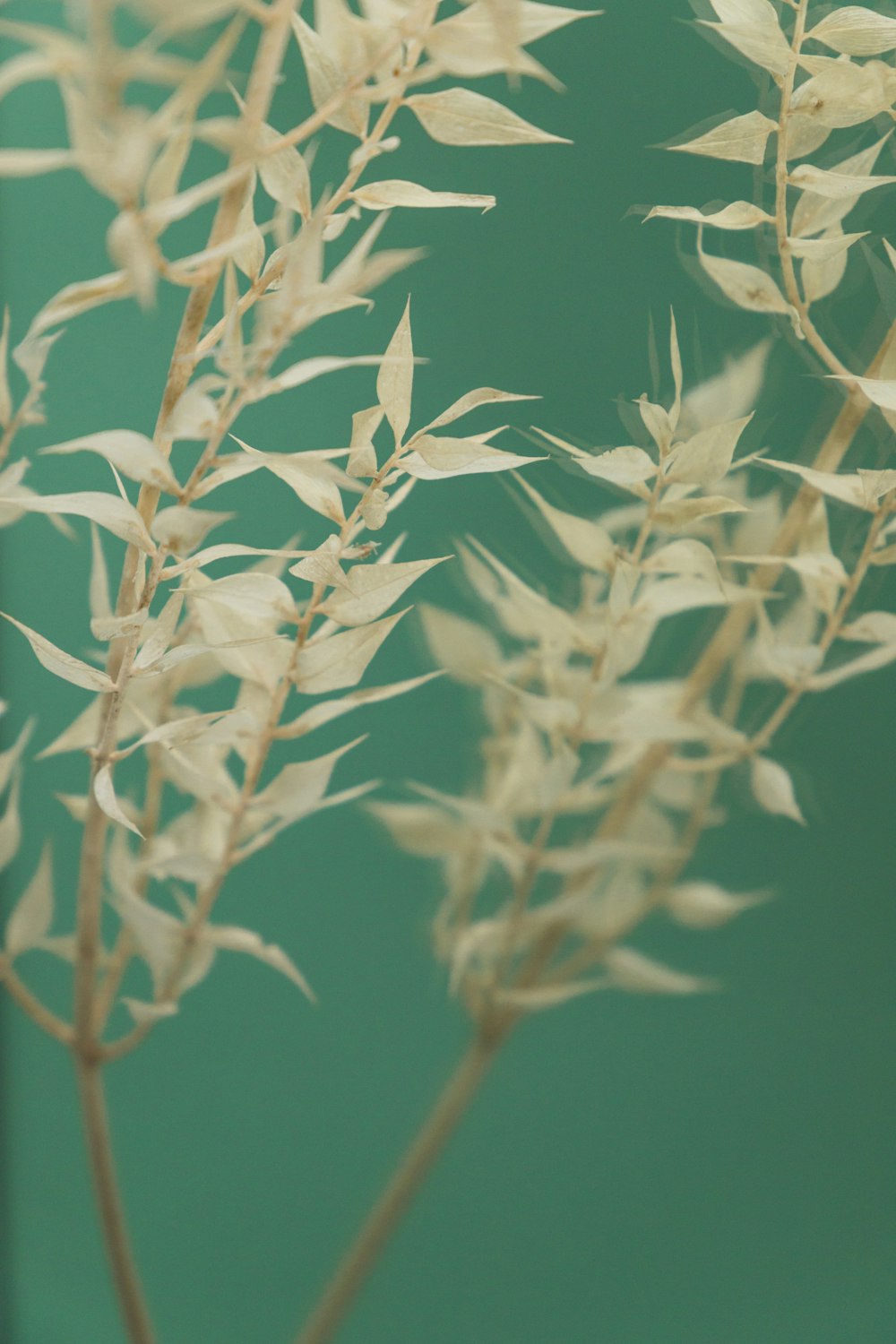 green and white plant in close up photography