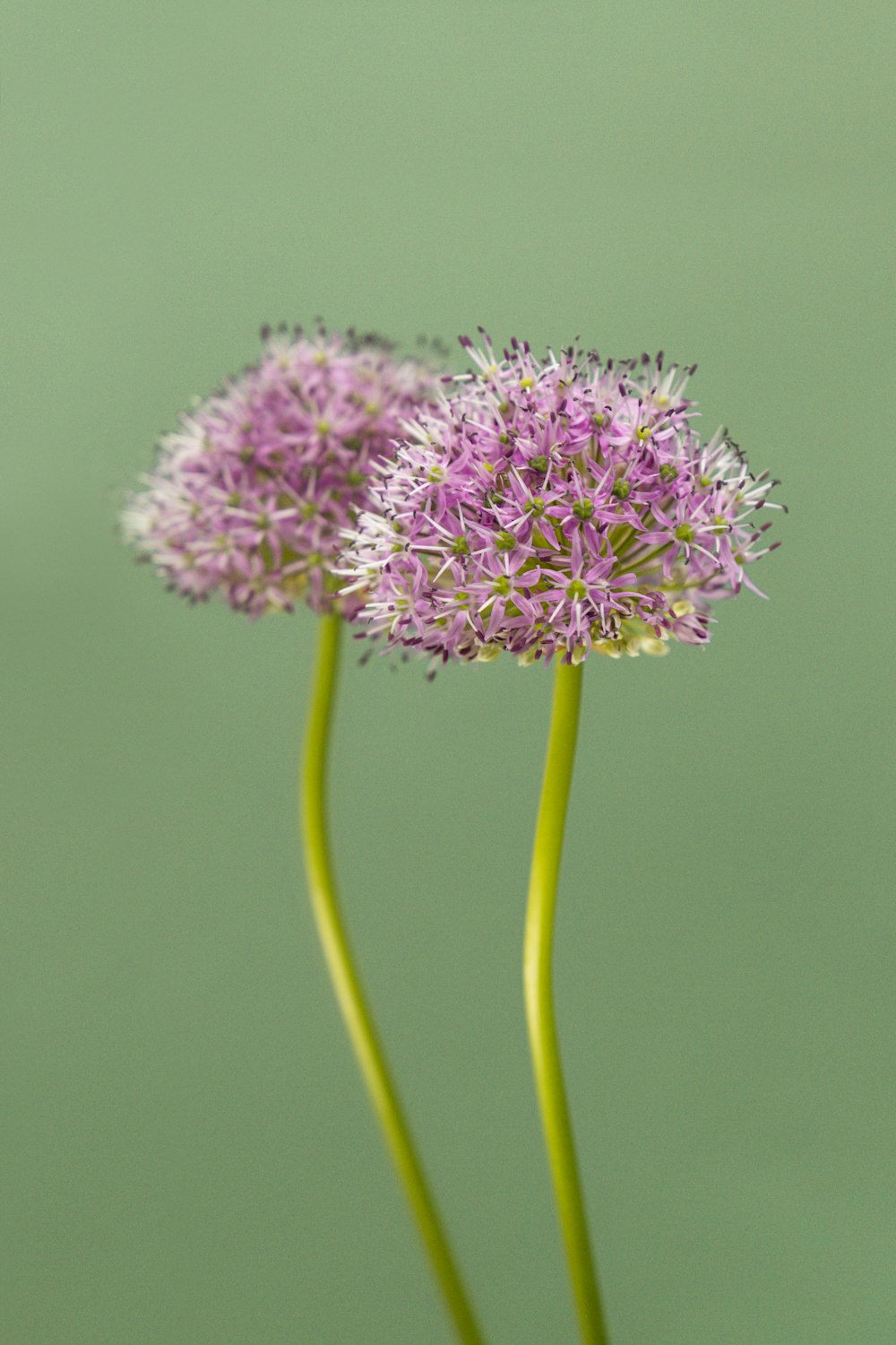 purple flower in macro lens