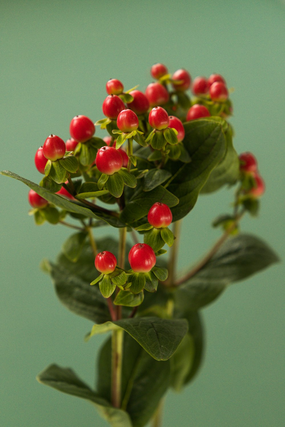 red round fruits on green leaves