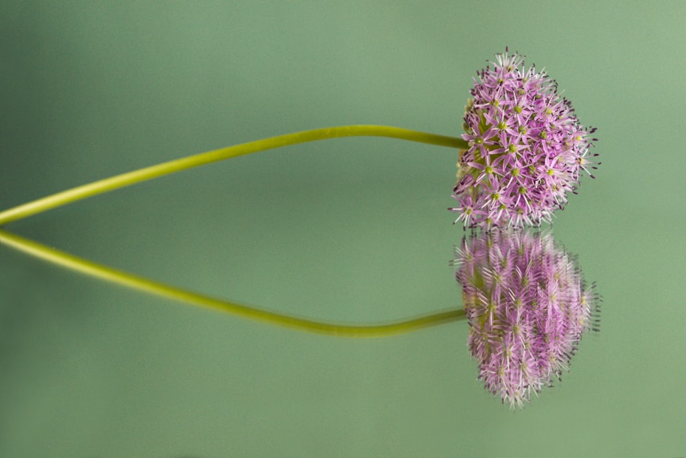 pink flower in macro lens