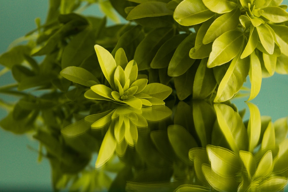 green plant in clear glass vase