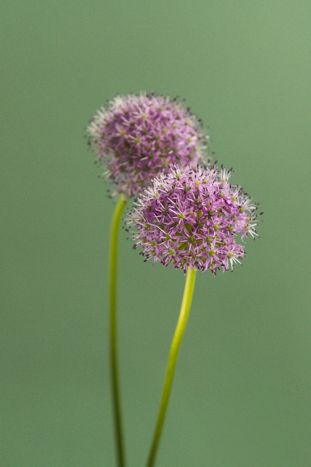 purple flower in macro lens