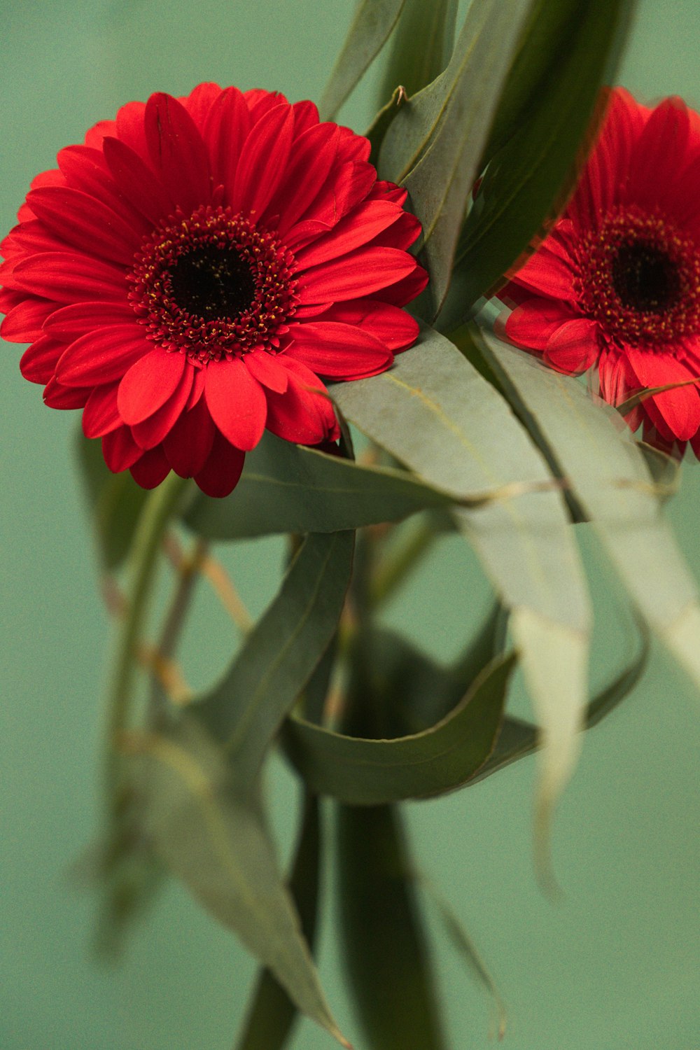 red and white flower in close up photography