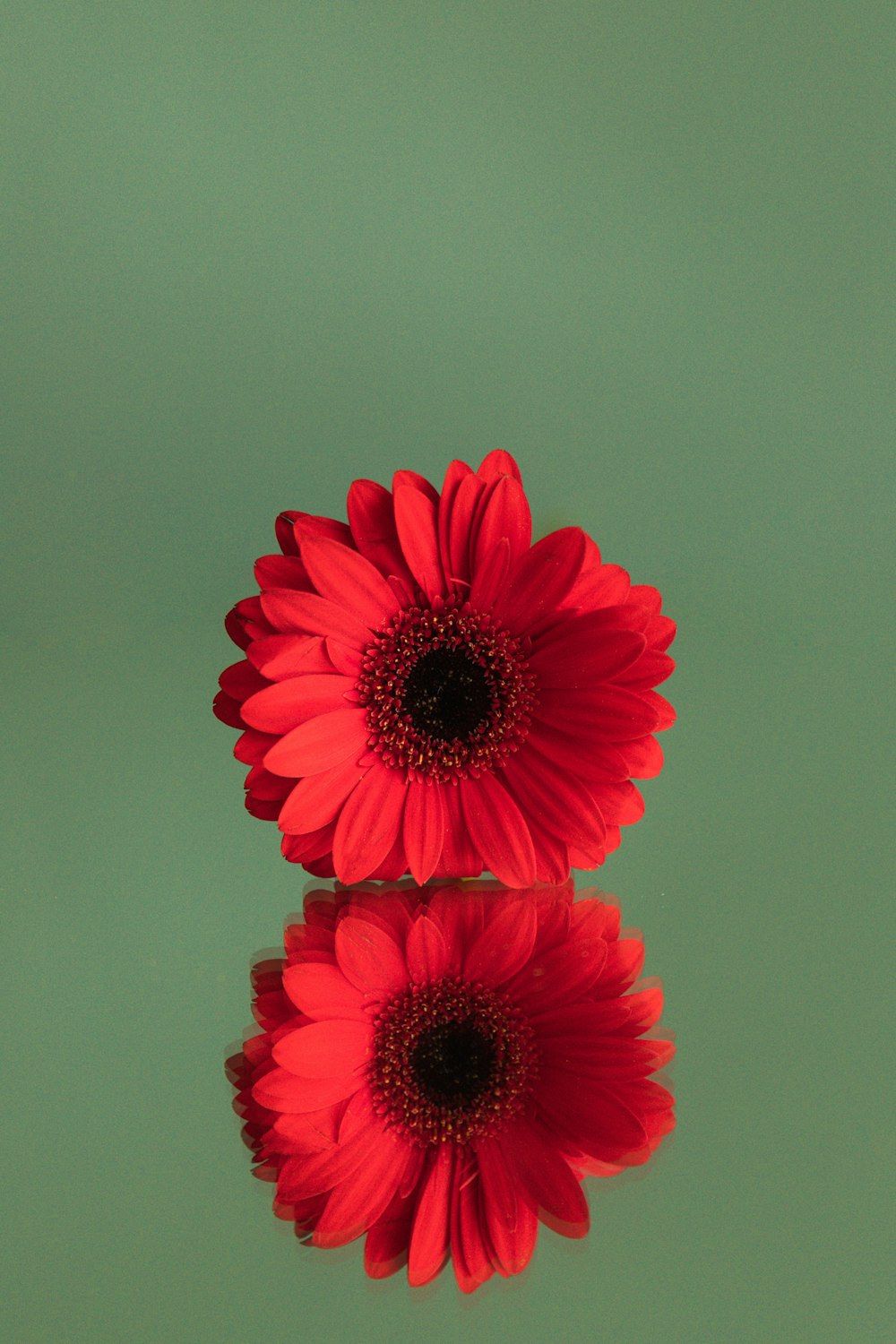 red gerbera daisy in bloom