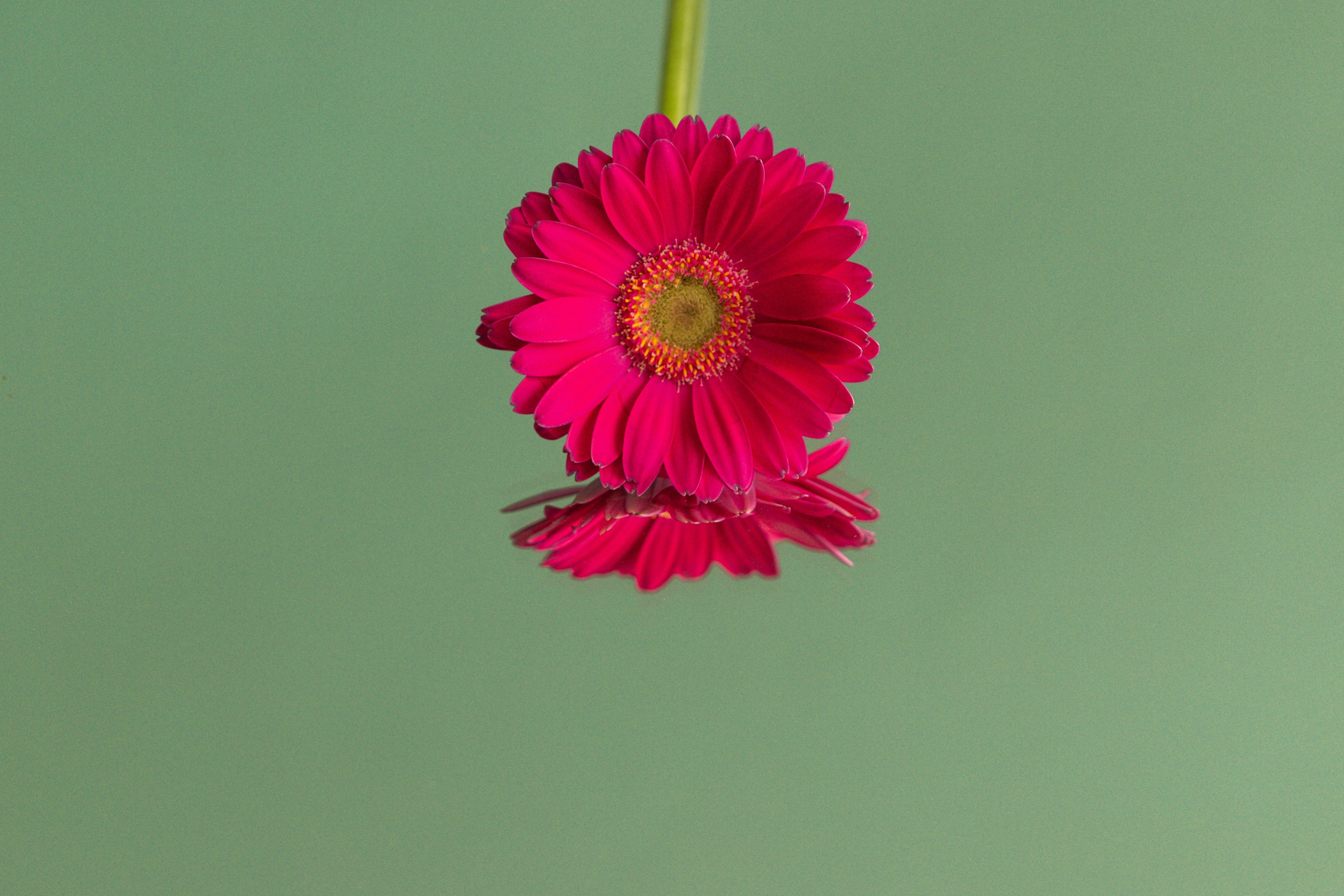 Pink Daisy Pictures | Download Free Images on Unsplash