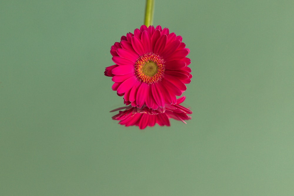 pink flower with green stem