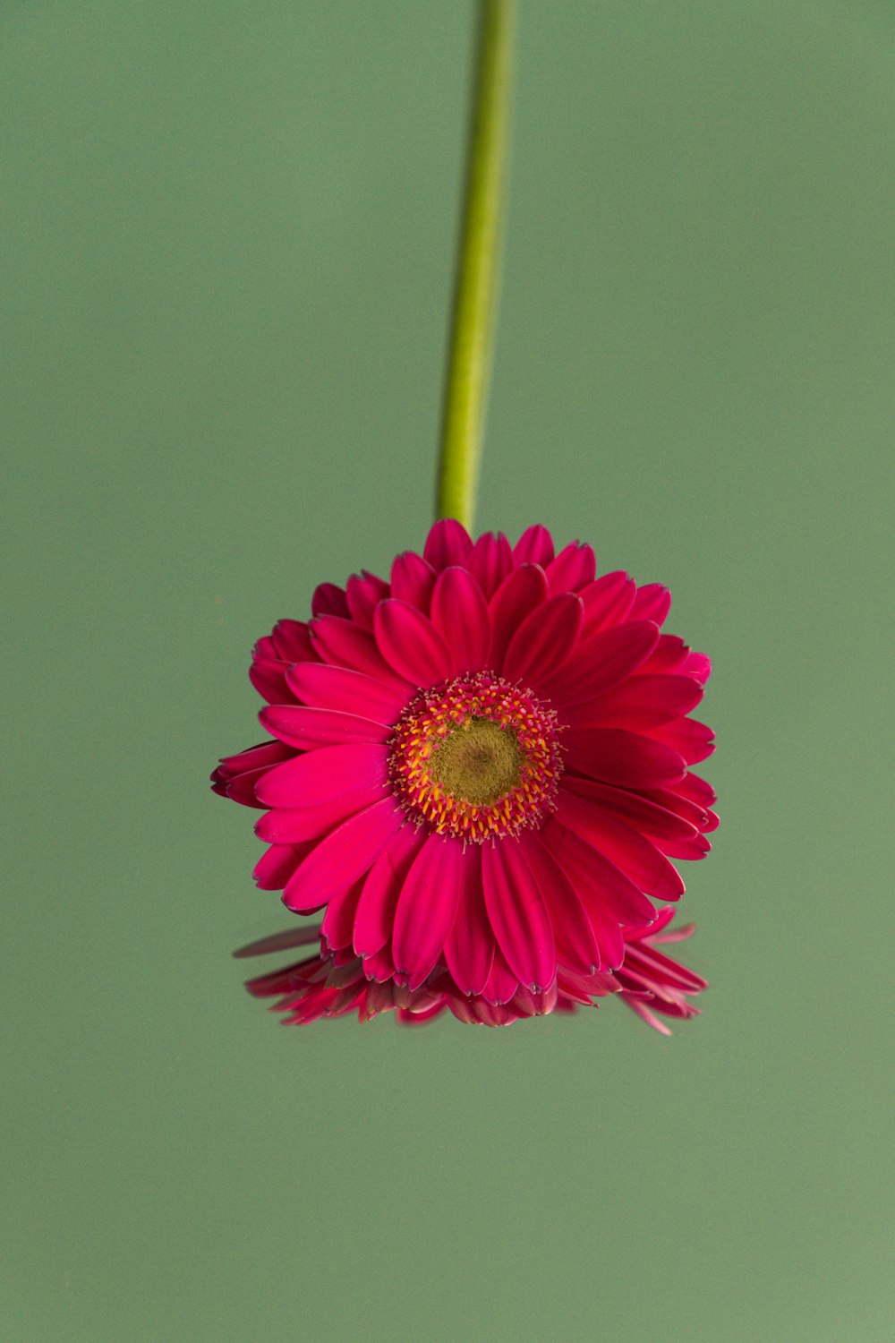 pink flower with green stem