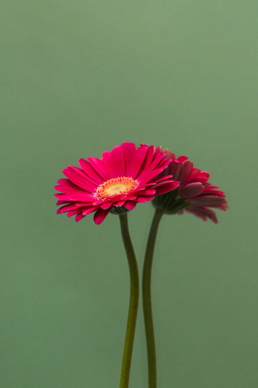 pink flower in tilt shift lens