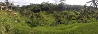 A panoramic view of terraced rice fields with a traditional Balinese temple in the distance at sunset.