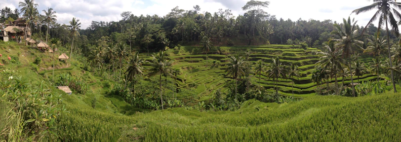 A stunning panoramic view of Bali's lush rice terraces under a bright tropical sky.