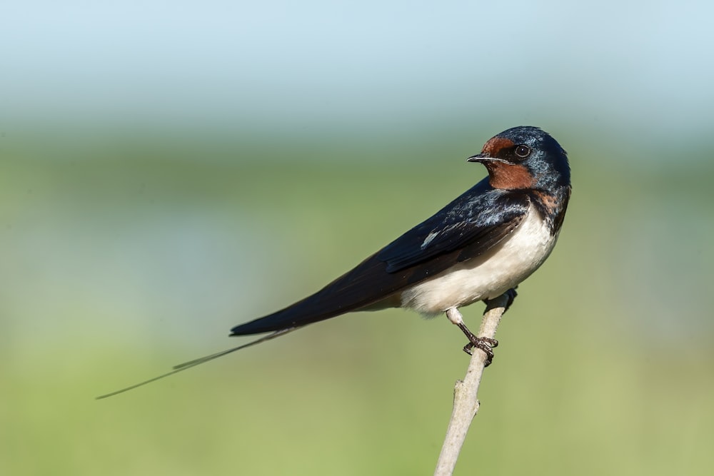 茶色の木の枝に青、白、茶色の鳥