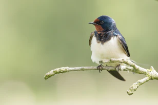 blue and white bird on tree branch