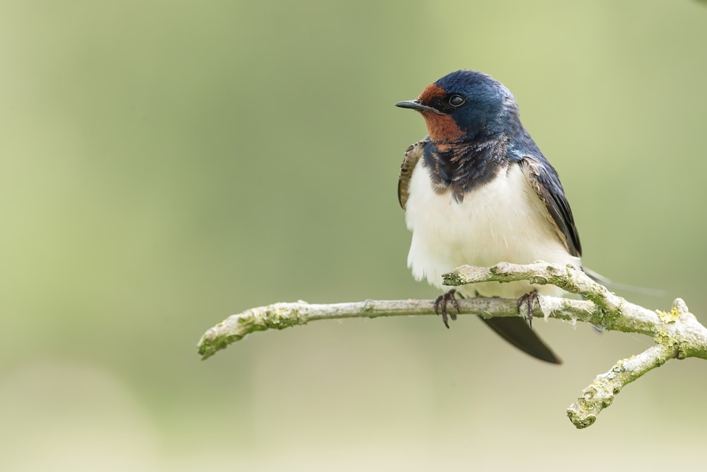 pájaro azul y blanco en la rama de un árbol