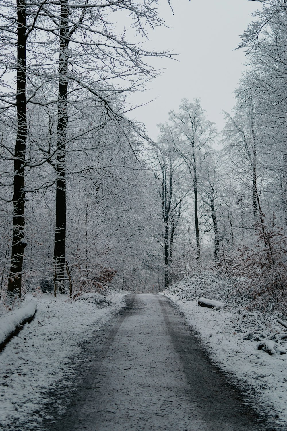 gray road between bare trees covered with snow during daytime