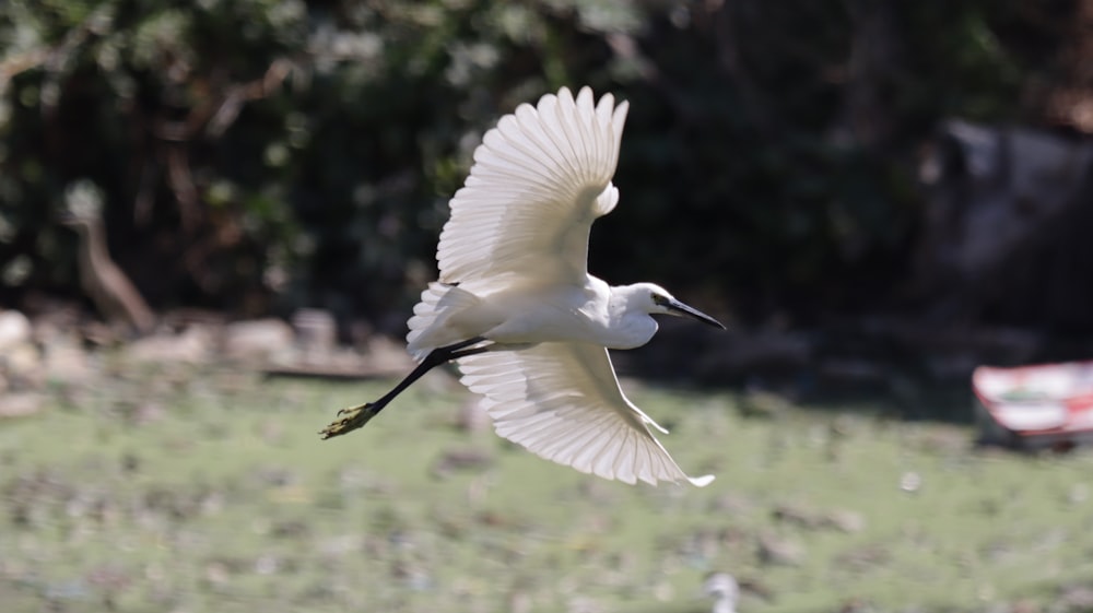 white bird flying during daytime