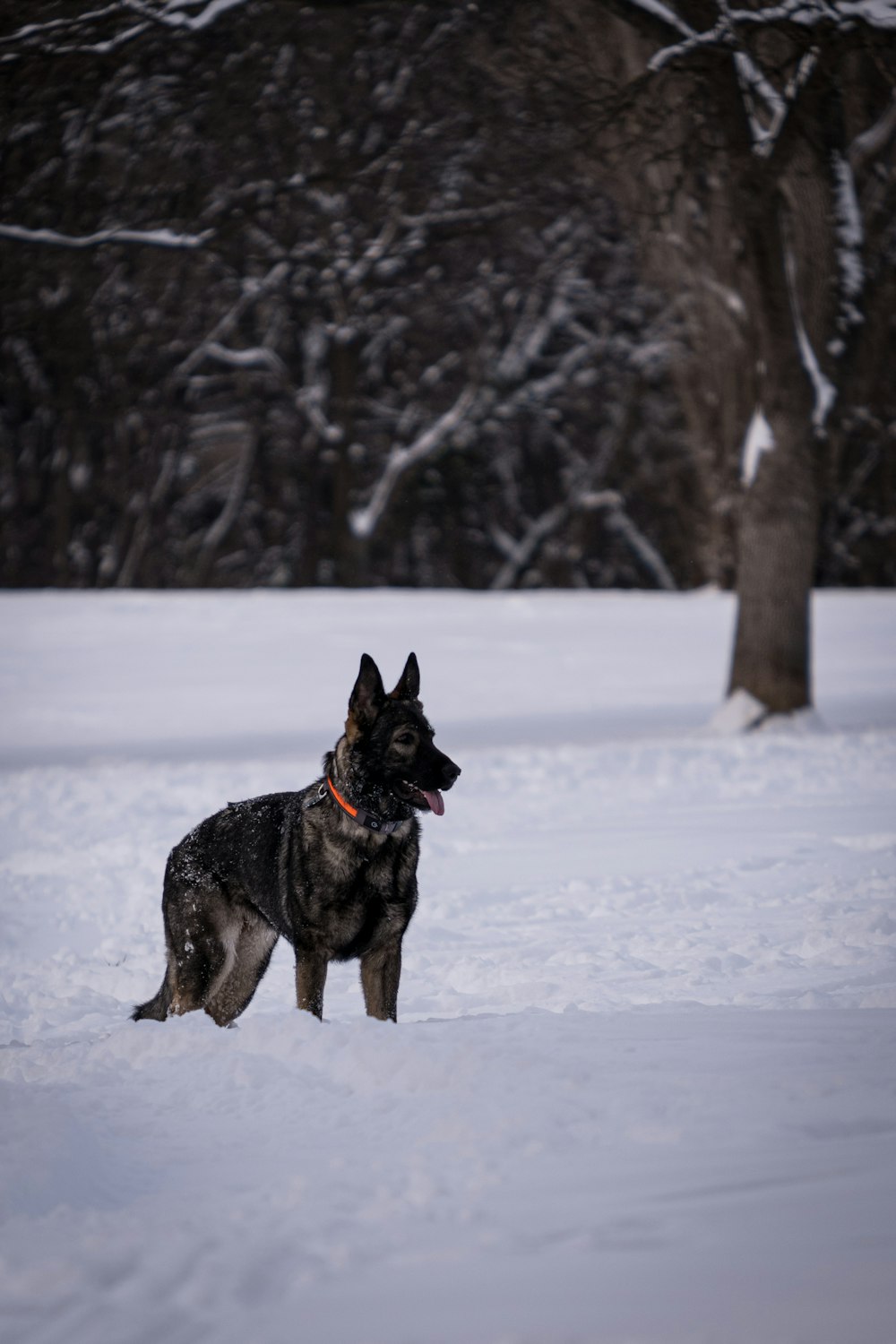 black and tan german shepherd on snow covered ground during daytime