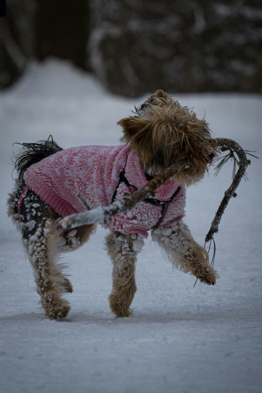雪に覆われた地面にピンクのシャツを着た茶色のロングコートの小型犬