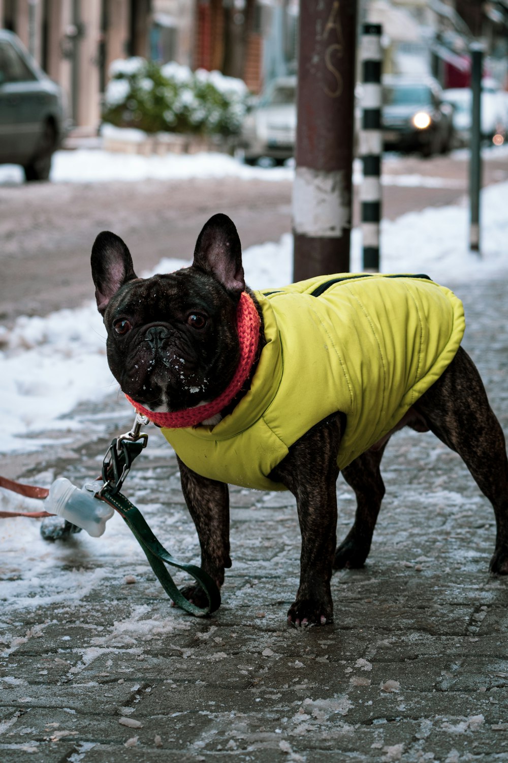black pug in yellow shirt and black pants with green leash