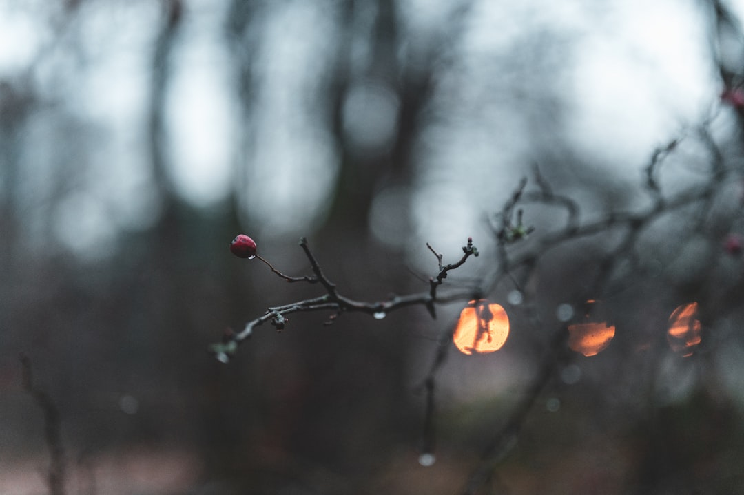 red and yellow round fruit on tree branch