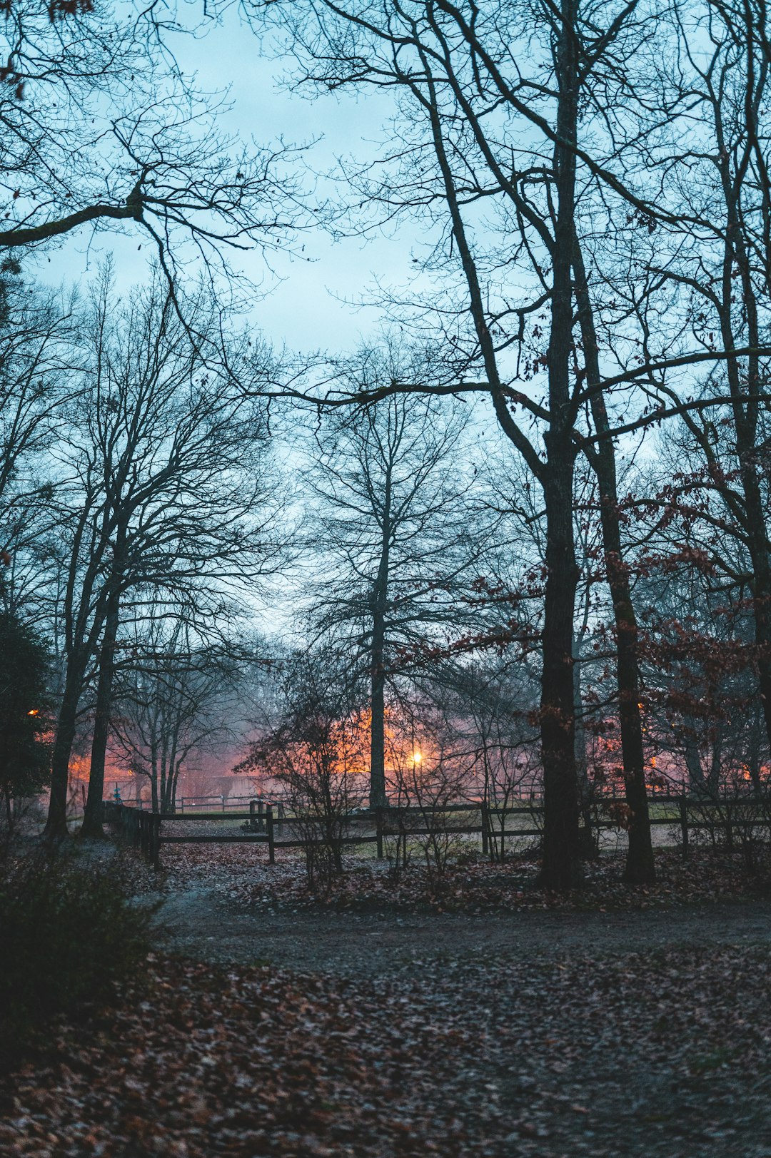 bare trees under gray sky during sunset