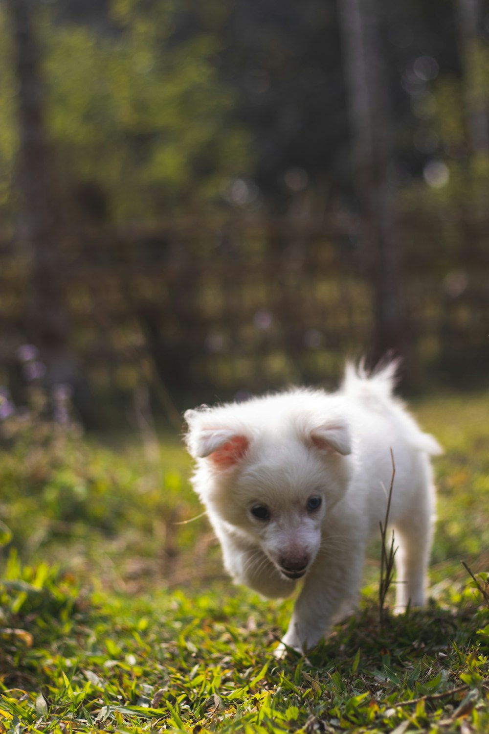 white pomeranian puppy on green grass field during daytime