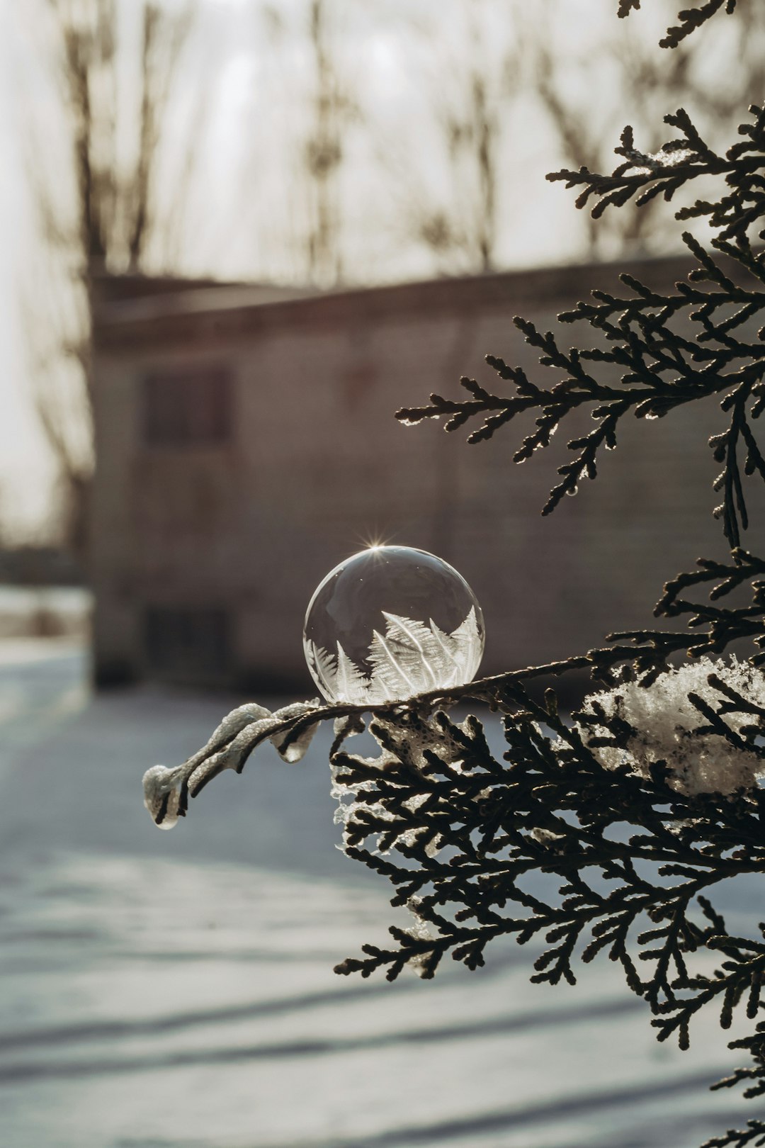 clear glass ball on black and white tree branch