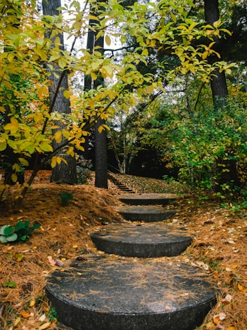 green tree near brown concrete round fountain during daytime