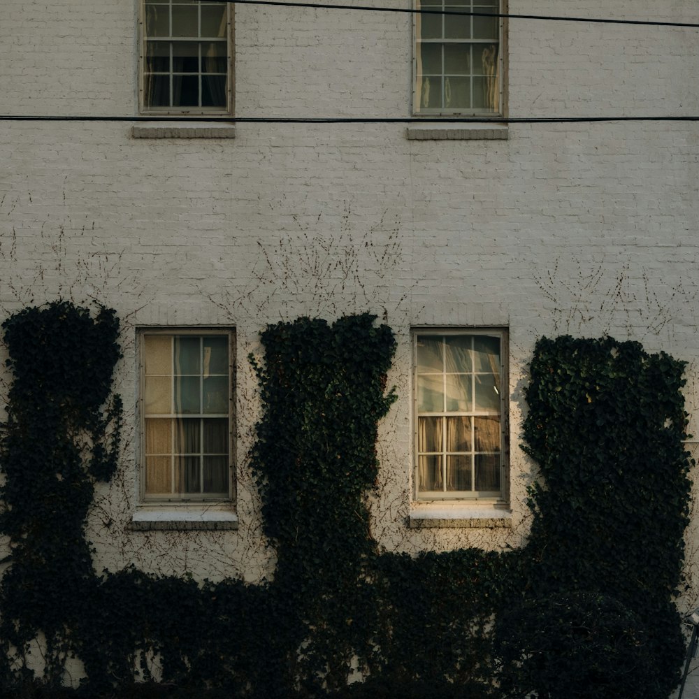 green plant on white concrete building