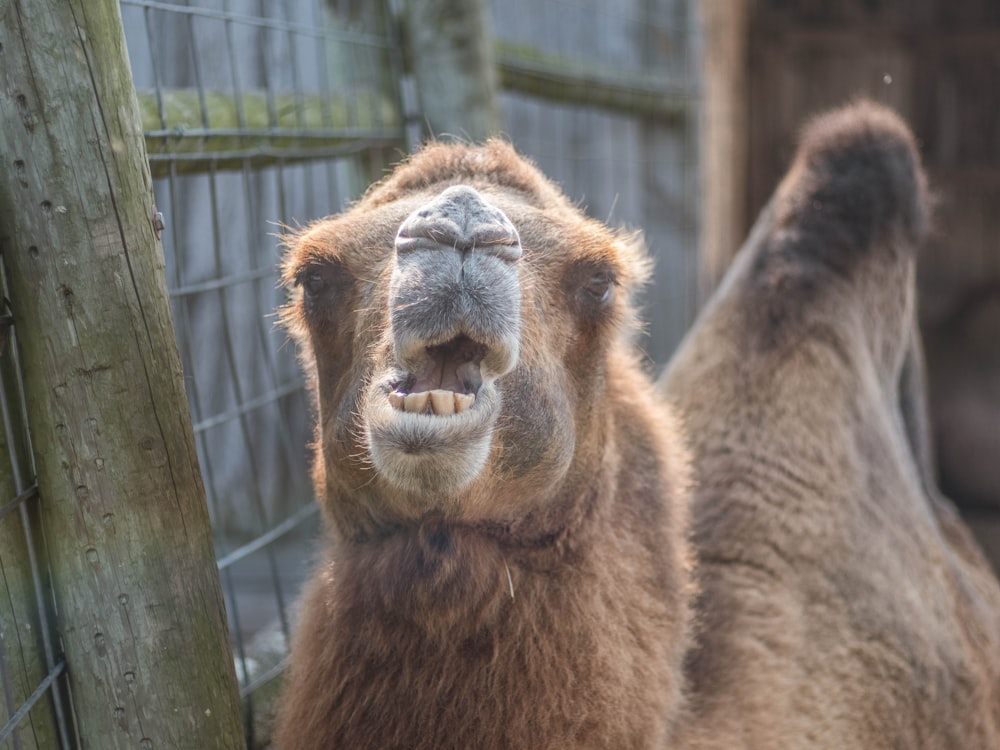 brown camel in cage during daytime