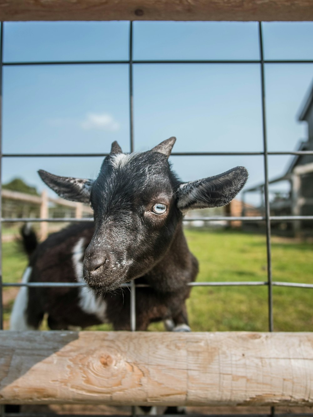 black goat on brown wooden fence during daytime