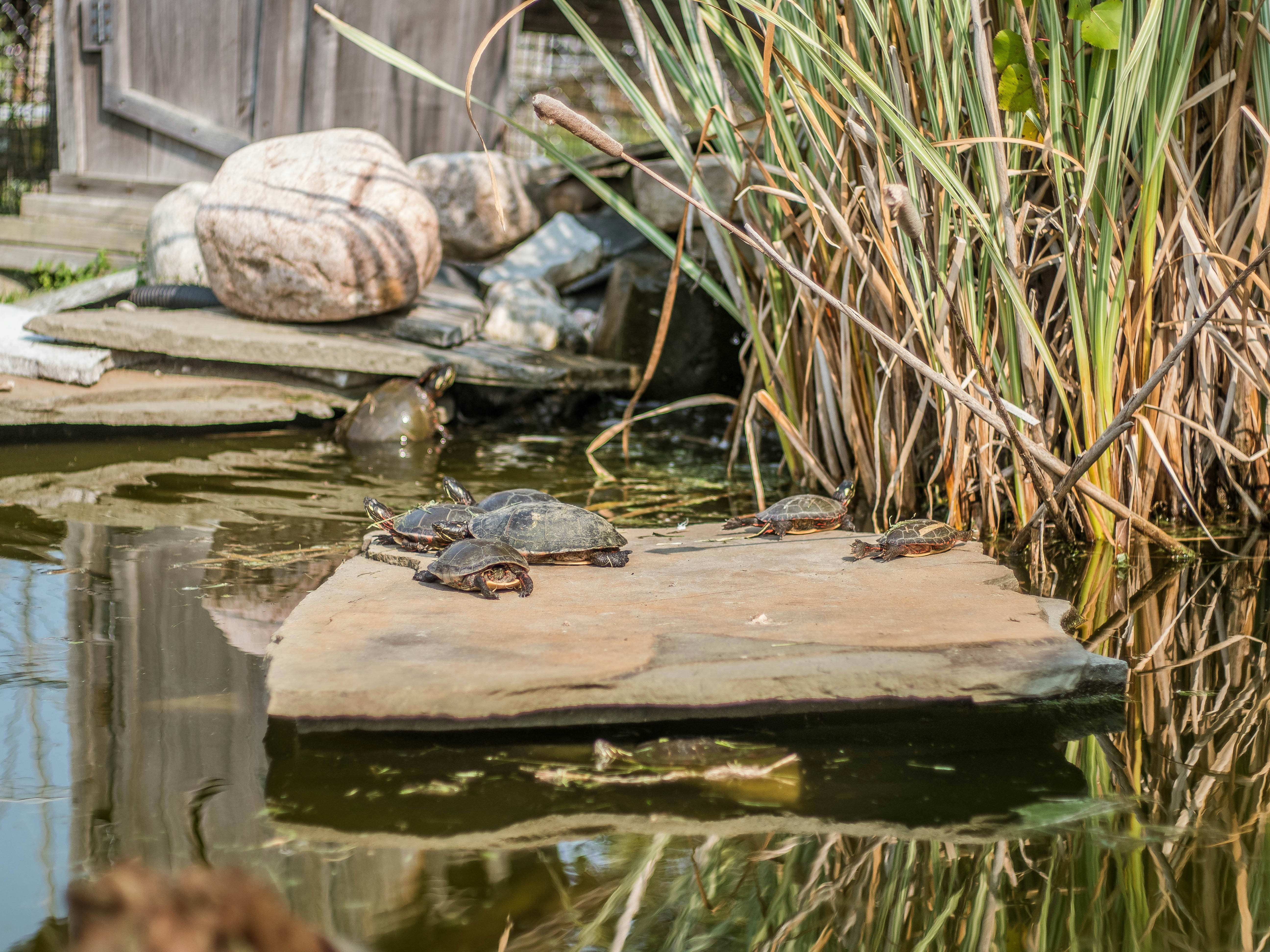 brown turtle on brown wooden dock during daytime